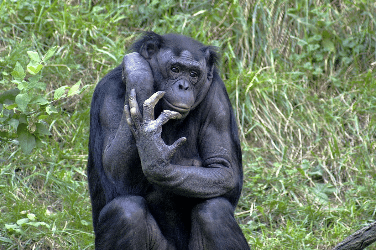 bonobo