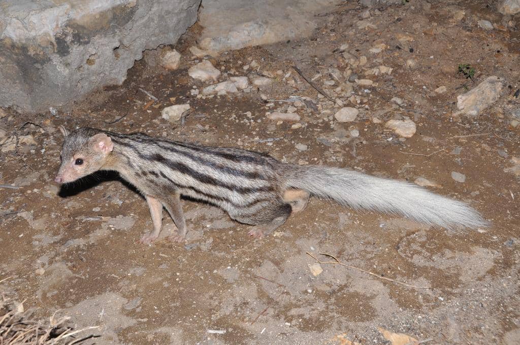 foto Galidictis fasciata
