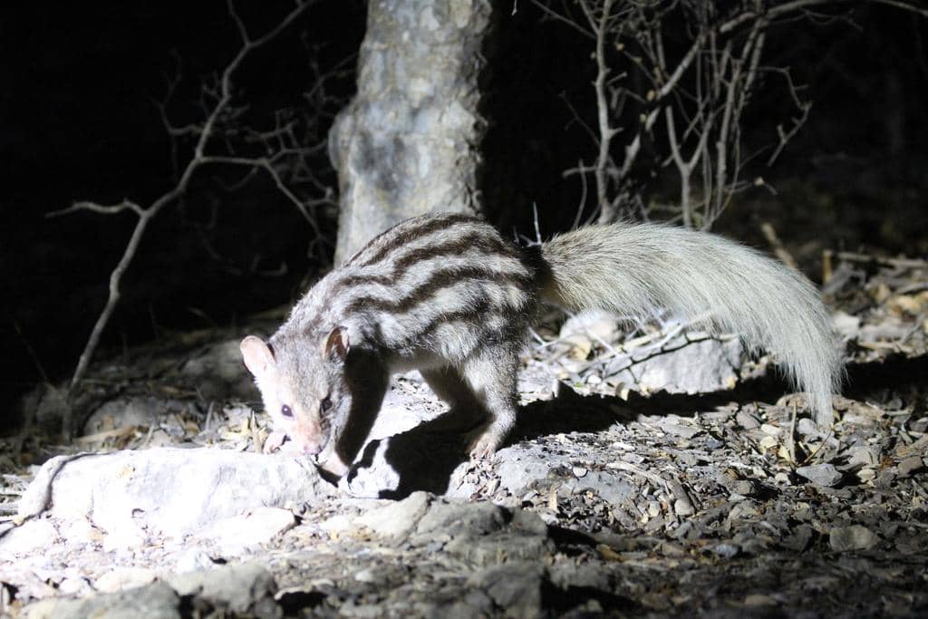 foto Galidictis fasciata