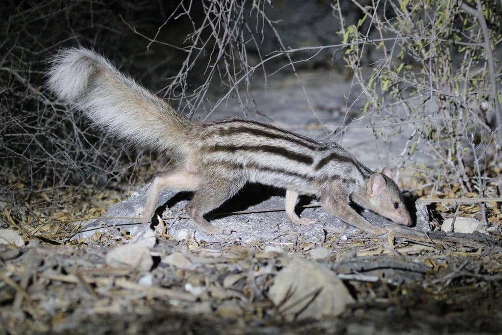 foto Galidictis fasciata