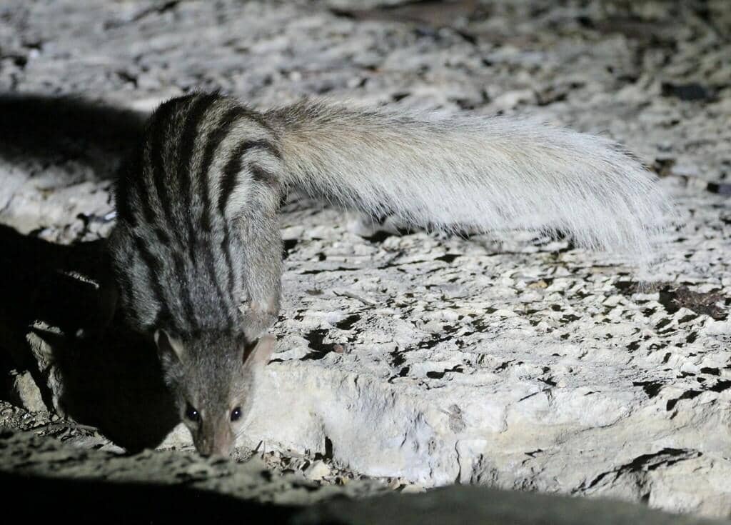 foto Galidictis fasciata 