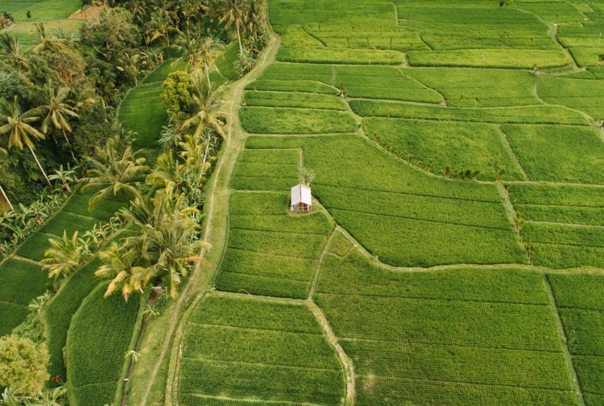 ilustrasi persawahan di Ubud