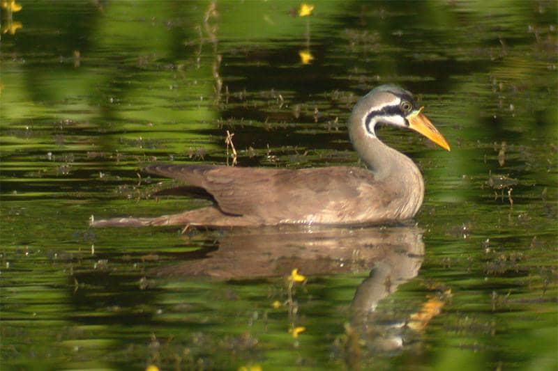 Pedendang topeng terlihat berenang di kolam cagar alam, Malaysia.