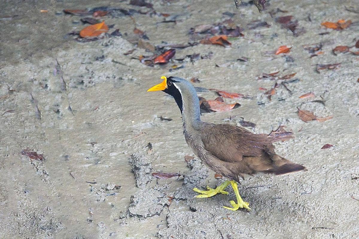Pedendang topeng terlihat berjalan di tanah berlumpur di Bangladesh.