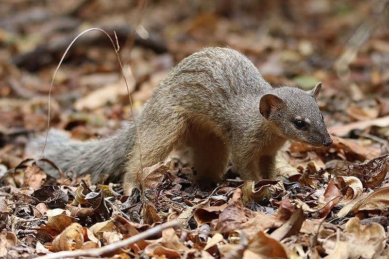 foto Mungotictis decemlineata