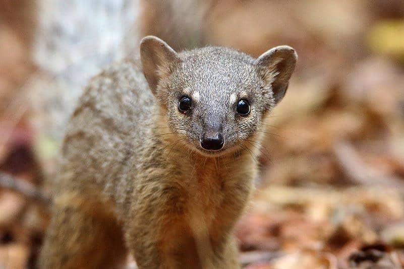 foto Mungotictis decemlineata