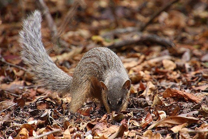 foto Mungotictis decemlineata