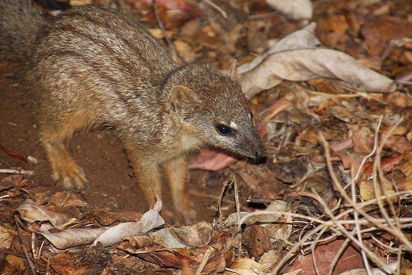 foto Mungotictis decemlineata
