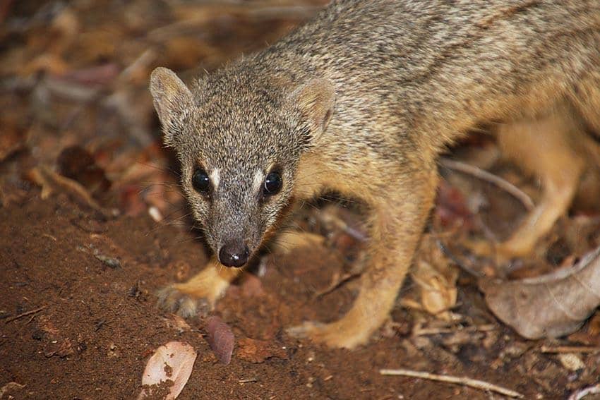 foto Mungotictis decemlineata 
