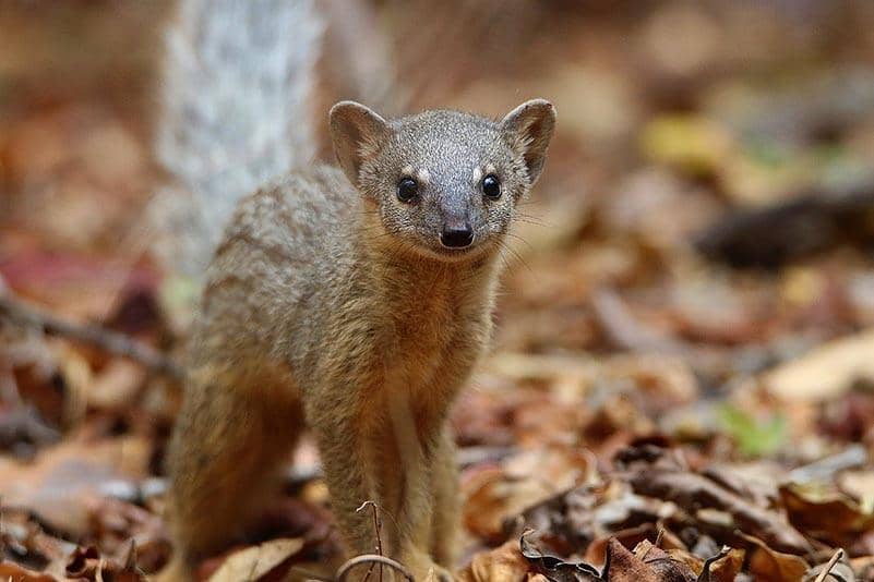 foto Mungotictis decemlineata