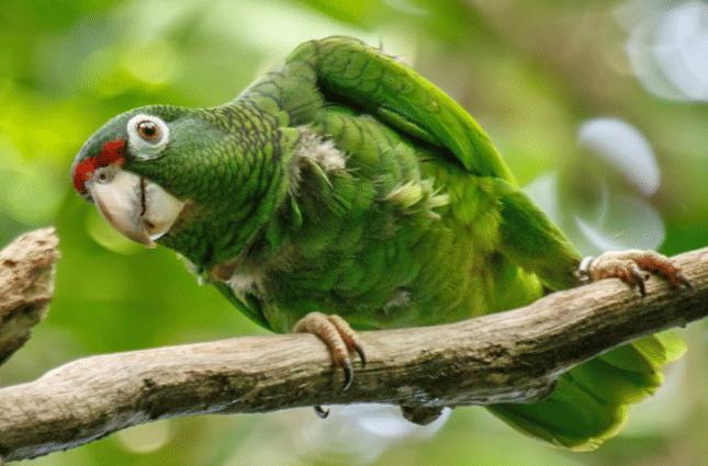 burung puerto rican amazon