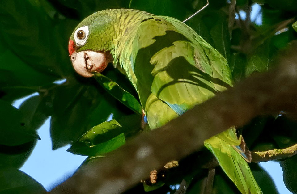 burung puerto rican amazon 