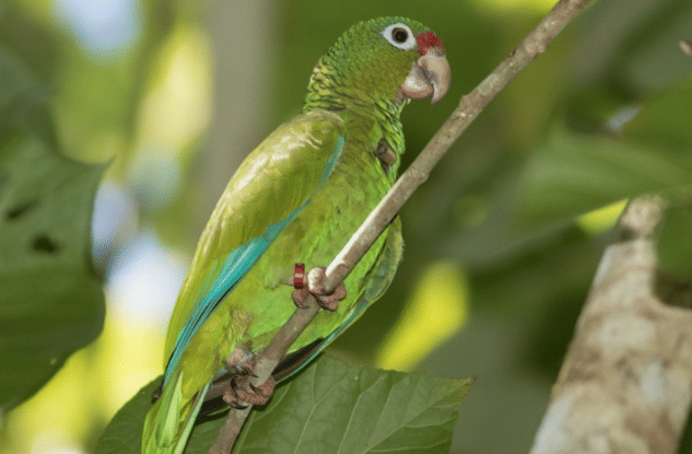 burung puerto rican amazon