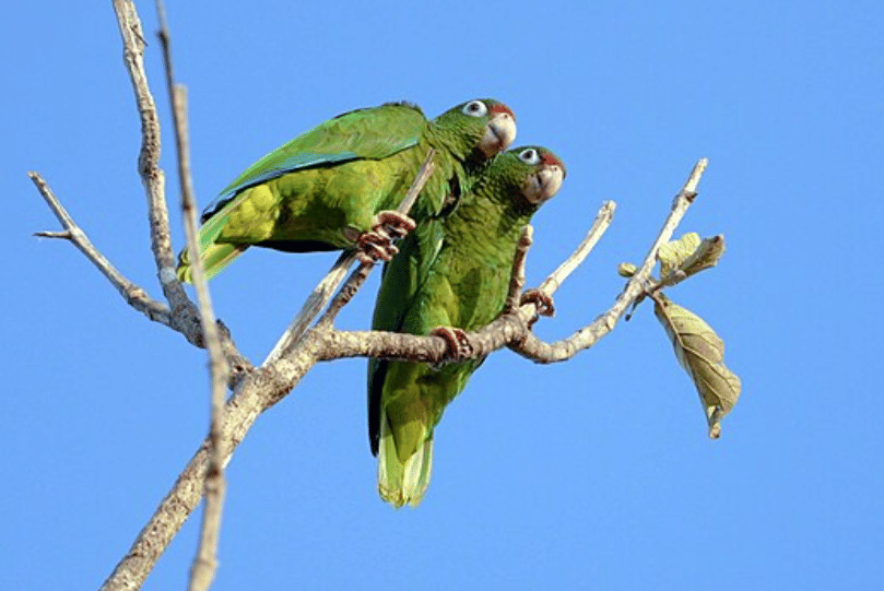 burung puerto rican amazon 