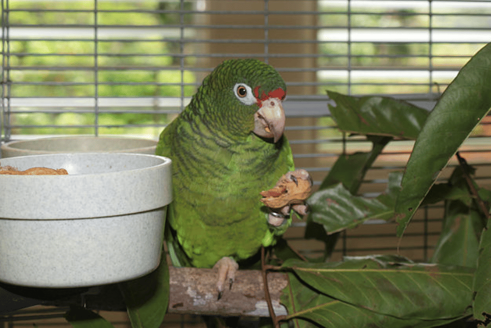 burung puerto rican amazon 
