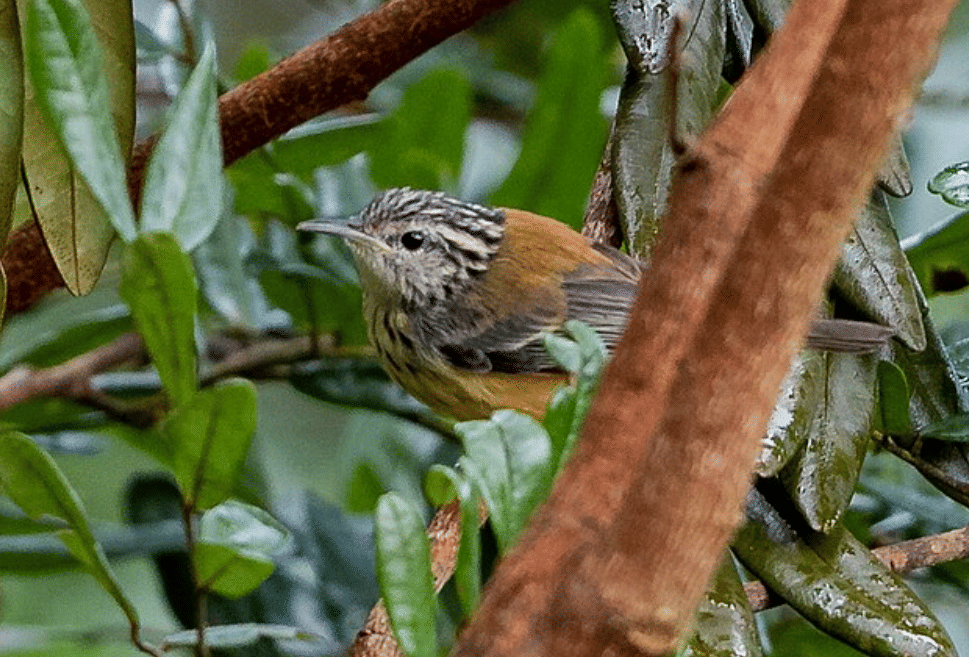 burung orange bellied antwren