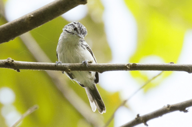 burung orange bellied antwren 