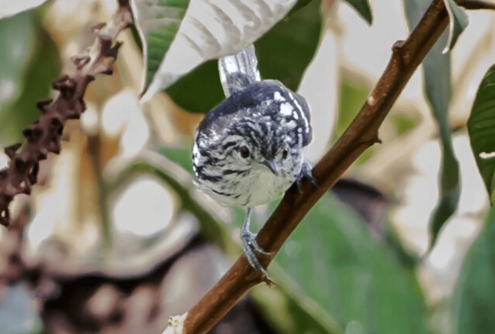 burung orange bellied antwren