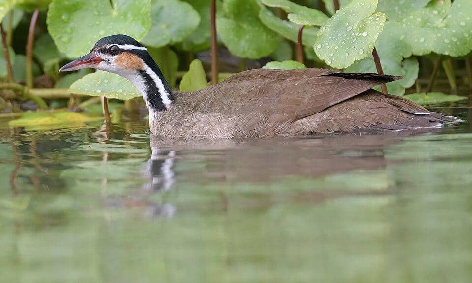 Titihan matahari terlihat berenang di Kosta Rika.