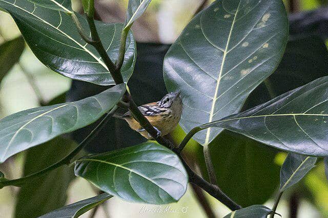burung orange bellied antwren 