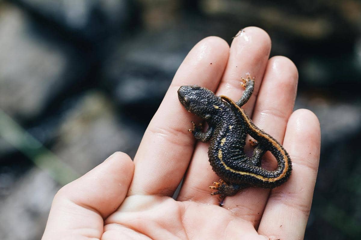 ilustrasi salamander