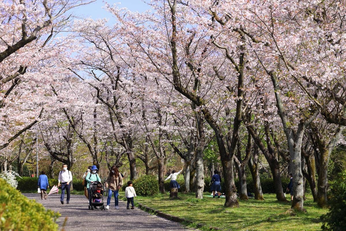 potret Cherry Orchard di Nagoya