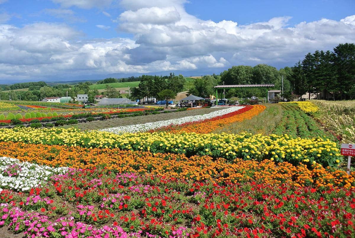 potret Furano Flower Fields