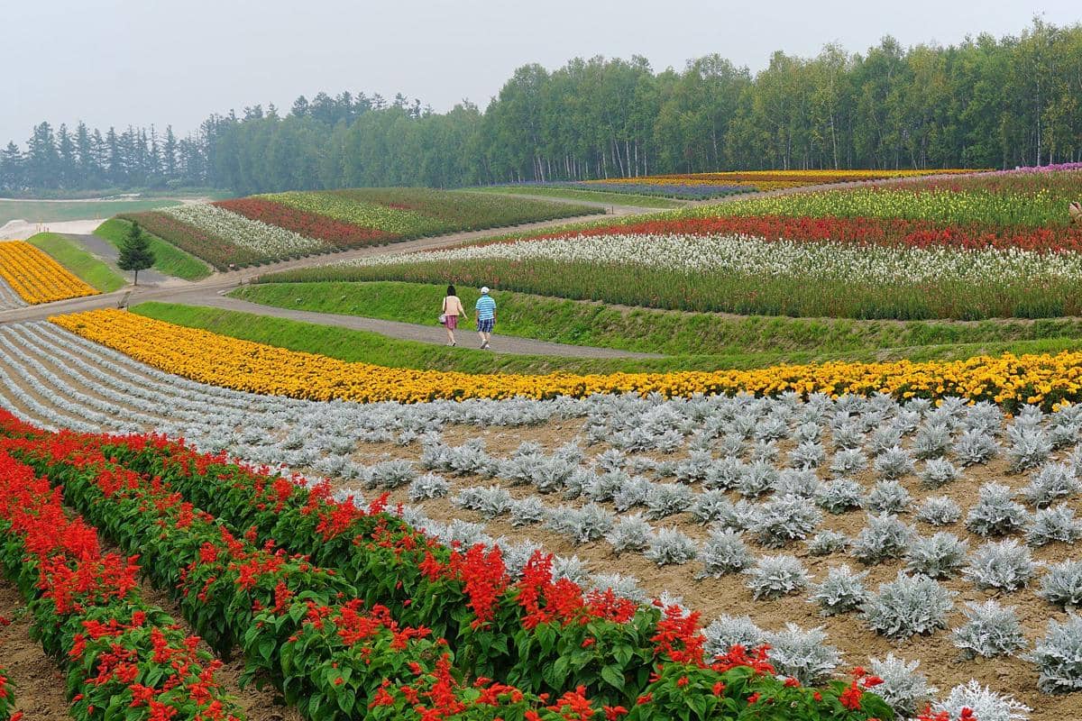 potret Furano Flower Fields