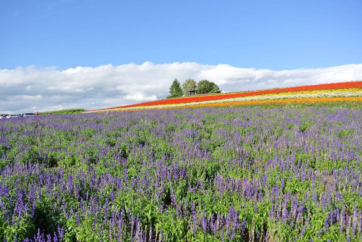 potret Furano Flower Fields
