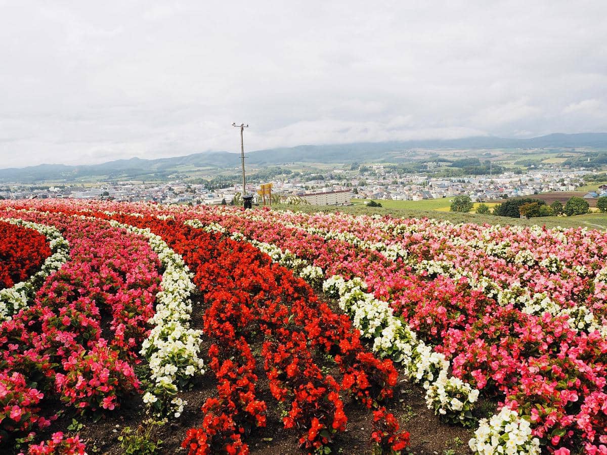 potret Furano Flower Fields
