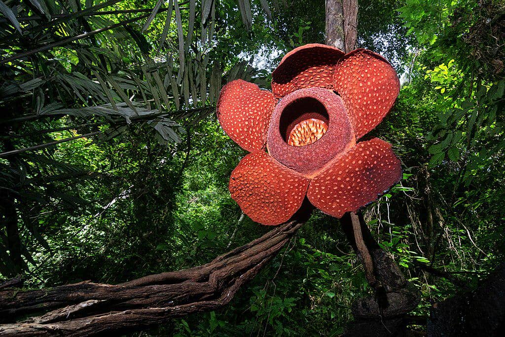 potret bunga Rafflesia (commons.wikimedia.org/Maizal)