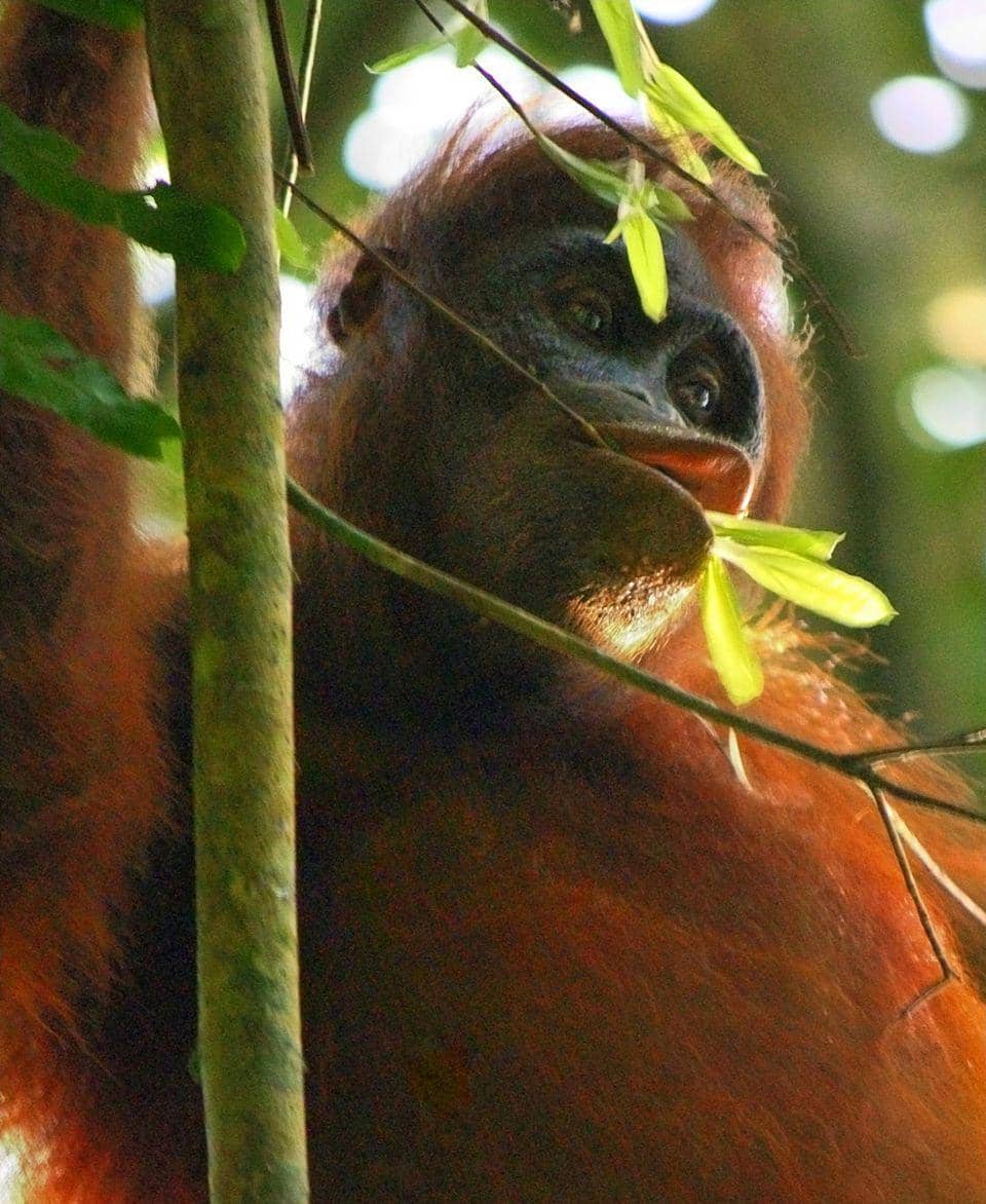 potret orangutan Kalimantan 