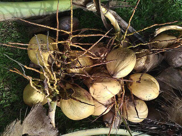 Buah kelapa 