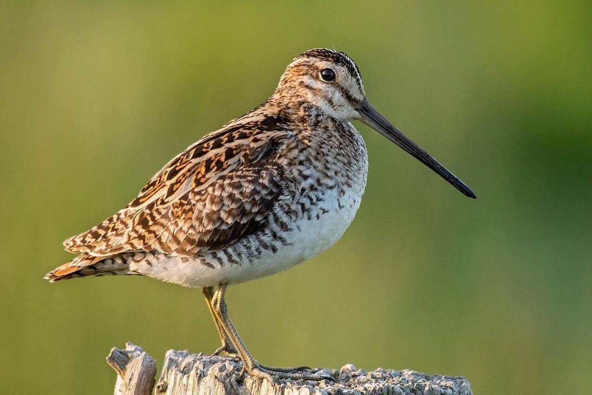 berkik ekor kipas bertengger 