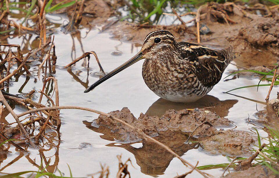 berkik ekor kipas di tempat mencari makan