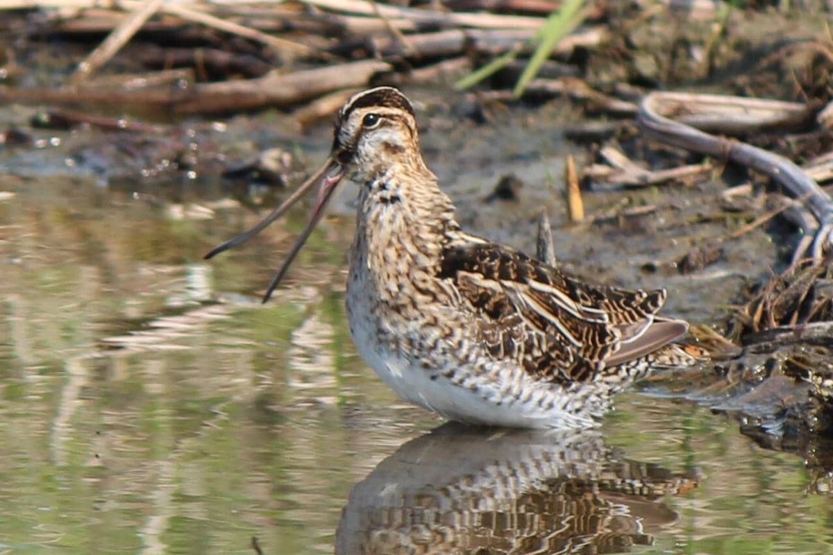 berkik ekor kipas membuka paruh