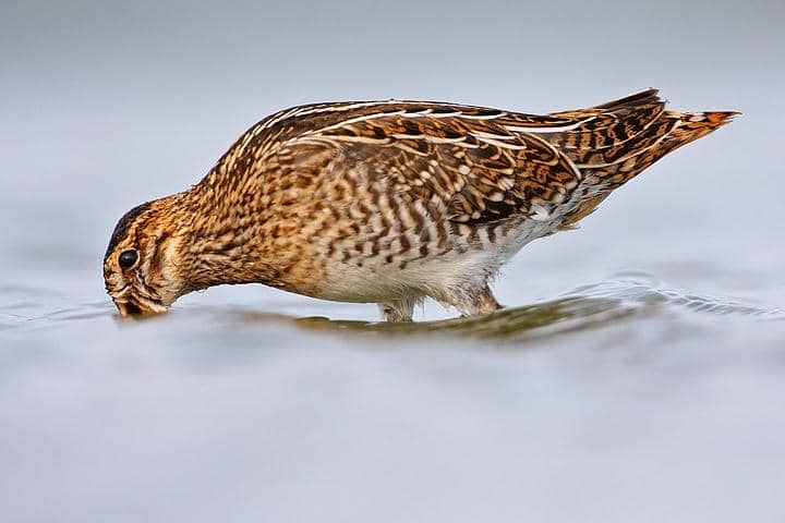 berkik ekor kipas mencari makan