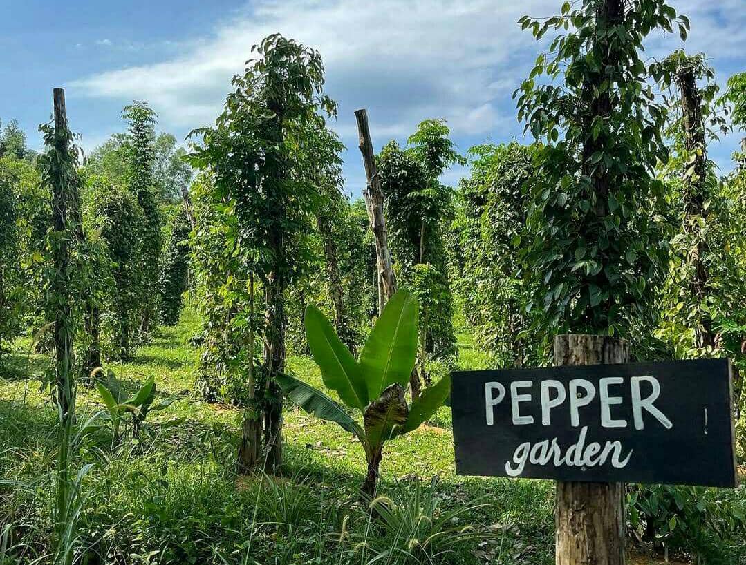 Phu Quoc Pepper Farm, Vietnam