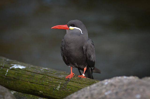 burung inca tern