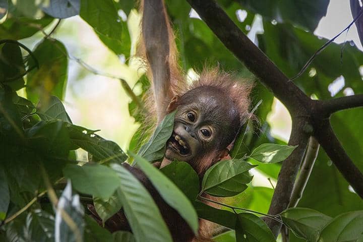 bayi orangutan di Taman Nasional Kutai