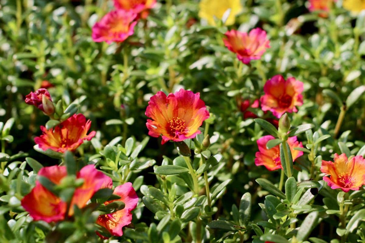 ilustrasi portulaca grandiflora