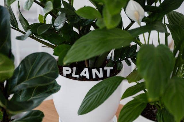 ilustrasi tanaman Spathiphyllum