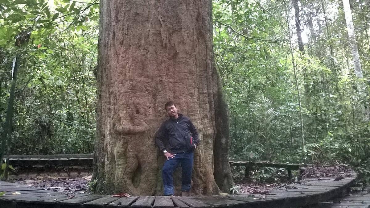 pohon ulin terbesar di Taman Nasional Kutai 