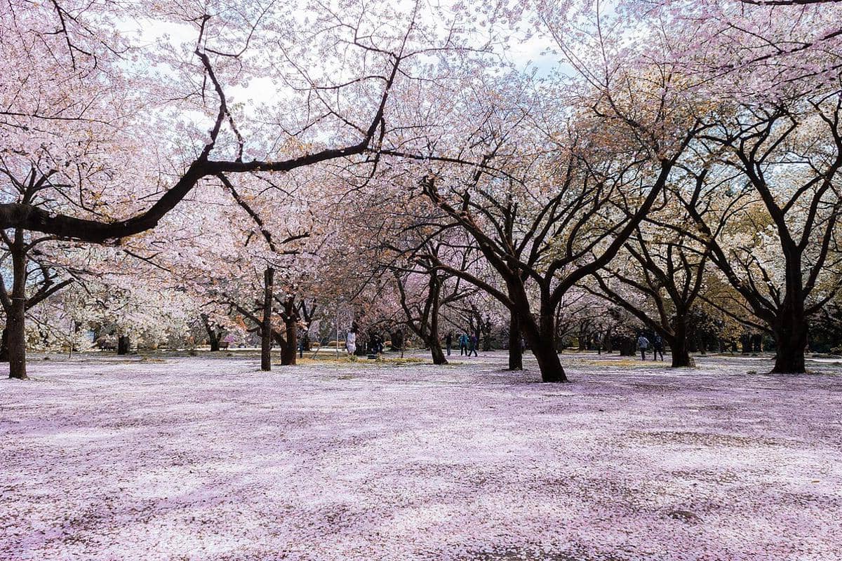 Shinjuku Gyoen National Garden, Tokyo