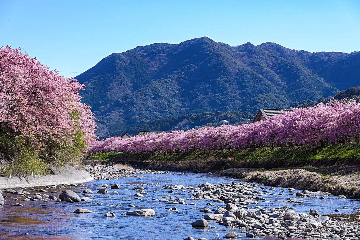 Sungai Kawazu, Shizuoka