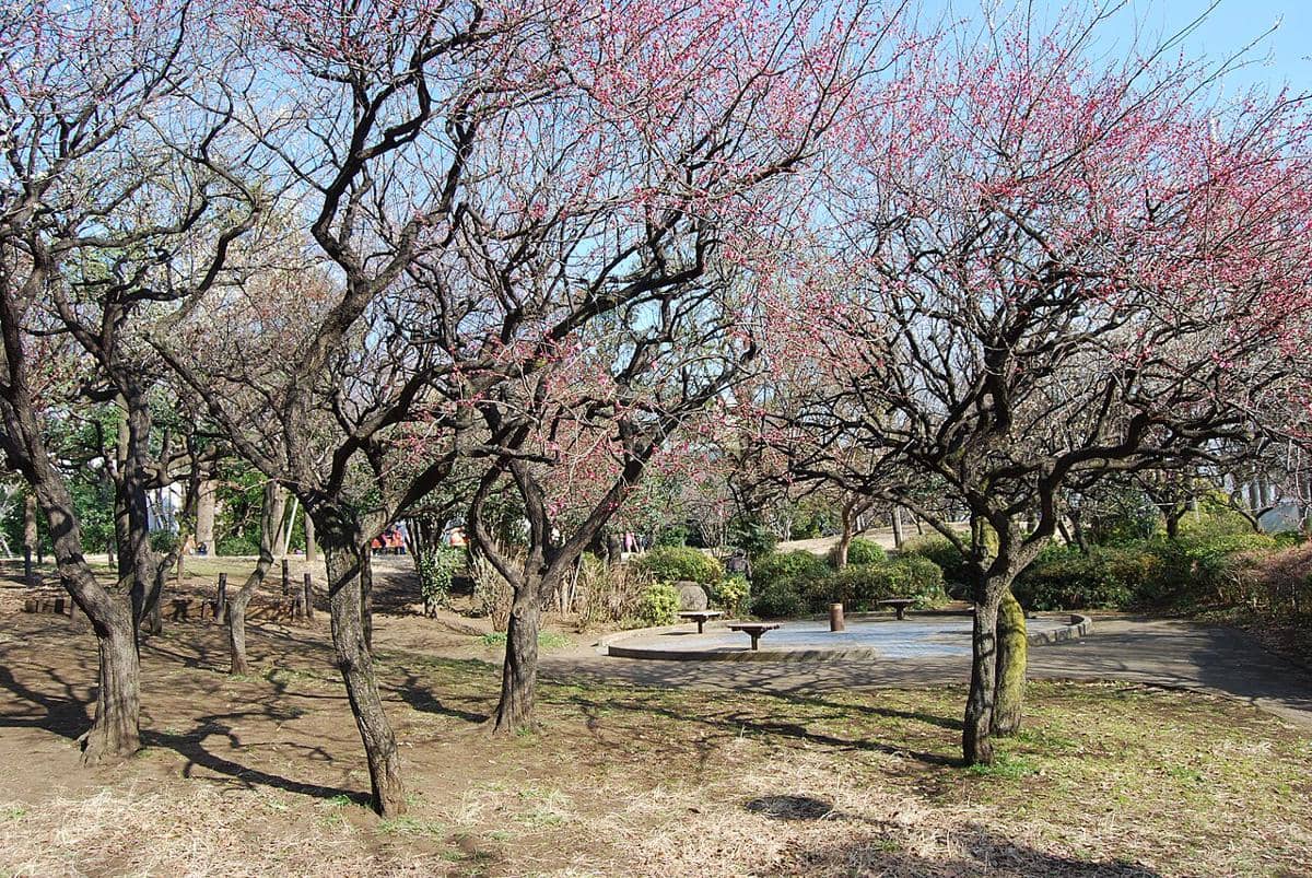 Taman Saigoyama, Tokyo