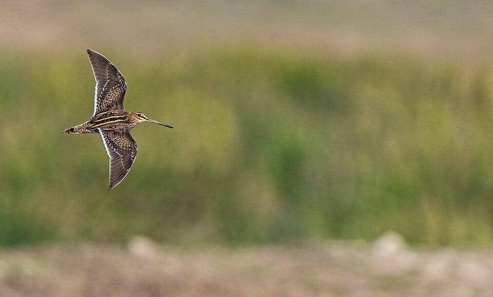 gaya terbang berkik ekor kipas saat mengudara