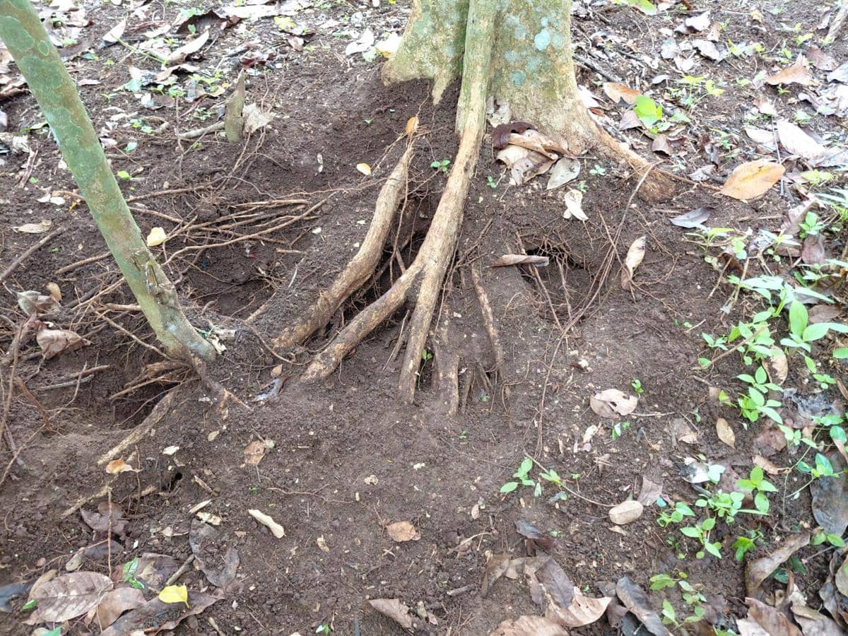 Penampakan diduga bekas jejak kaki harimau sumatra di perkebunan Kecamatan Bandar Sribhawono, Kabupaten Lampung Timur. 