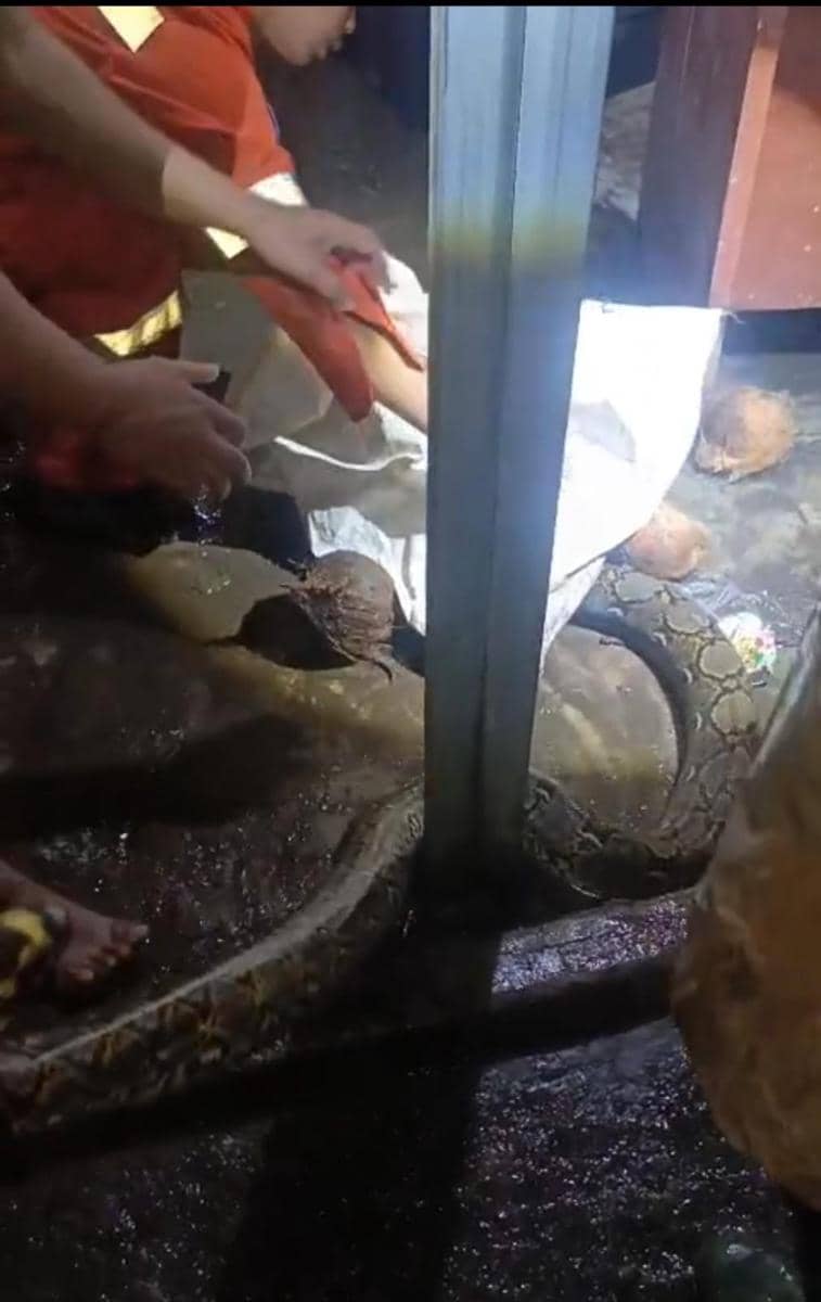 Ular yang diamankan saat banjir di Bandar Lampung.