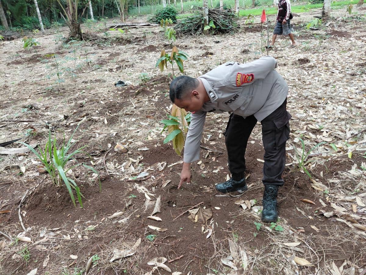 Penampakan diduga bekas jejak kaki harimau sumatra di perkebunan Kecamatan Bandar Sribhawono, Kabupaten Lampung Timur.